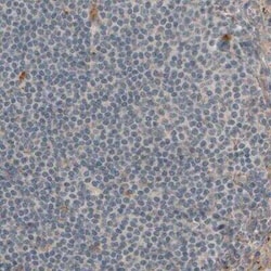 Laminin beta 1 Antibody (CL2970), Novus Biologicals:Antibodies:Primary