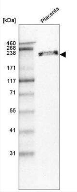 Laminin beta 1 Antibody (CL2970), Novus Biologicals:Antibodies:Primary