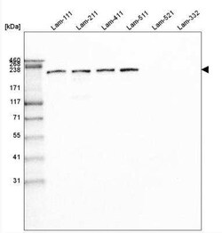 Laminin beta 1 Antibody (CL2970), Novus Biologicals:Antibodies:Primary
