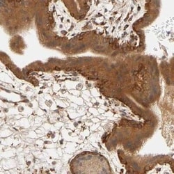Laminin beta 1 Antibody, Novus Biologicals:Antibodies:Primary Antibodies