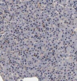 Laminin beta 1 Antibody, Novus Biologicals:Antibodies:Primary Antibodies