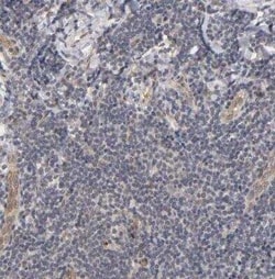 Laminin beta 1 Antibody, Novus Biologicals:Antibodies:Primary Antibodies