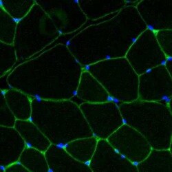 Laminin gamma 1 Antibody (A5), Novus Biologicals 0.02mg; Unlabeled:Antibodies,