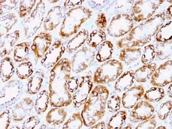 Laminin gamma 1 Antibody (A5), Novus Biologicals 0.02mg; Unlabeled:Antibodies,