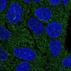 Lano Antibody, Novus Biologicals:Antibodies:Primary Antibodies