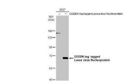 Lassa virus Nucleoprotein Antibody, Novus Biologicals 100 &mu;g | Buy Online | Novus Biologicals | Fisher Scientific