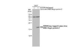 Lassa virus RING finger protein Z Antibody, Novus Biologicals 100 &mu;g;