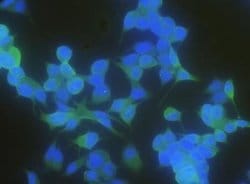 Latexin Rabbit anti-Human, Clone: 101, Novus Biologicals:Antibodies:Primary