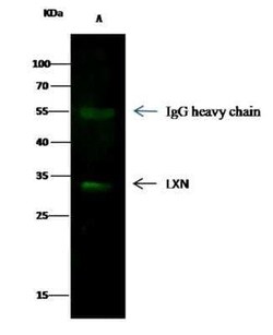 Latexin Antibody (8E1G6C1D4), Novus Biologicals:Antibodies:Primary Antibodies