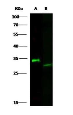Latexin Antibody (8E1G6C1D4), Novus Biologicals:Antibodies:Primary Antibodies