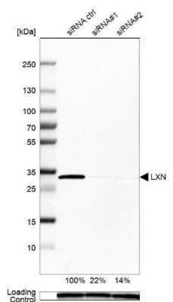 Latexin Antibody, Novus Biologicals:Antibodies:Primary Antibodies