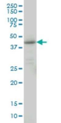 Lefty-1 Antibody (2E10), Novus Biologicals 0.1 mg | Buy Online | Novus Biologicals | Fisher Scientific