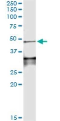 Lefty-1 Antibody (4D7), Novus Biologicals 0.1 mg | Buy Online | Novus Biologicals | Fisher Scientific