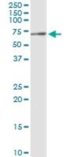 Legumain/Asparaginyl Endopeptidase Antibody (M2), Novus Biologicals 0.1 mg | Buy Online | Novus Biologicals | Fisher Scientific