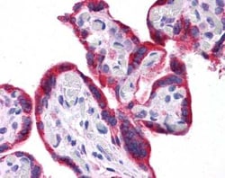 Leptin/OB Antibody, Novus Biologicals 100 &mu;g; Unconjugated:Antibodies,