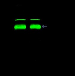 Leukotriene A4 Hydrolase/LTA4H Antibody, Novus Biologicals 100 &mu;g, Unconjugated:Antibodies,