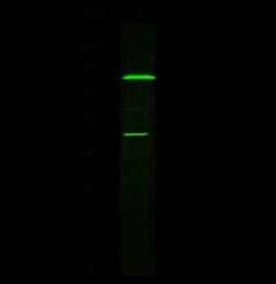 Leukotriene A4 Hydrolase/LTA4H Antibody, Novus Biologicals 100 &mu;g, Unconjugated:Antibodies,