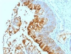 Lewis A Blood Group Antigen Antibody (SPM279), Novus Biologicals:Antibodies:Primary