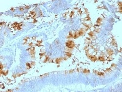 Lewis A Blood Group Antigen Antibody (SPM522), Novus Biologicals:Antibodies:Primary