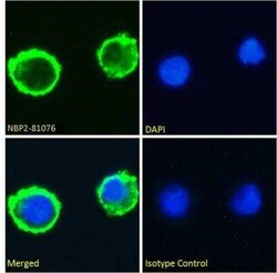 Lewis Y, Mouse anti-Human, Clone: BR96, Novus Biologicals:Antibodies:Primary