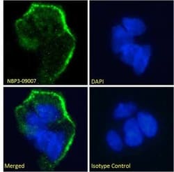 Lewis Y Antibody (H18A) - Azide and BSA Free, Novus Biologicals 0.025 mg;