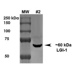 Lgi1 Antibody (S283-7), Novus Biologicals:Antibodies:Primary Antibodies