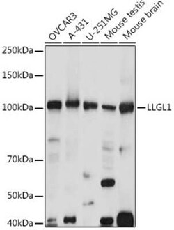 Lgl1 Rabbit anti-Human, Mouse, Rat, Polyclonal, Novus Biologicals 100 &mu;g | Buy Online | Novus Biologicals | Fisher Scientific