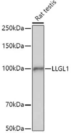 Lgl1 Rabbit anti-Human, Mouse, Rat, Polyclonal, Novus Biologicals 100 &mu;g | Buy Online | Novus Biologicals | Fisher Scientific