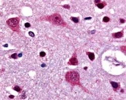 Lgr4/GPR48 Antibody - BSA Free, Novus Biologicals 0.05 mL | Buy Online | Novus Biologicals | Fisher Scientific