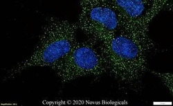 Lgr5/GPR49 Antibody - BSA Free, Novus Biologicals:Antibodies:Primary Antibodies