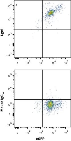 Human Lgr6 PE-conjugated Antibody, R D Systems 100 Tests; PE:Antibodies,