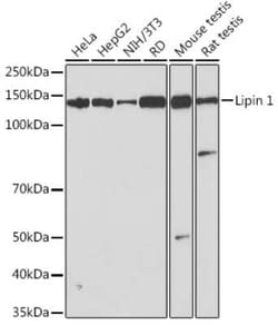 Lipin 1 Rabbit anti-Human, Mouse, Rat, Clone: 4Y2U3, Novus Biologicals