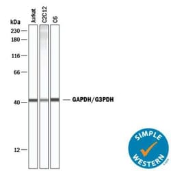 Loading Control (Simple Western) Antibody Pack, Novus Biologicals 4 Vials;