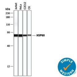 Loading Control (Simple Western) Antibody Pack, Novus Biologicals 4 Vials;