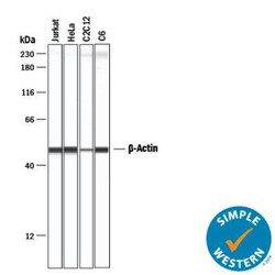 Loading Control (Simple Western) Antibody Pack, Novus Biologicals 4 Vials;
