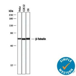 Loading Control (Simple Western) Antibody Pack, Novus Biologicals 4 Vials;