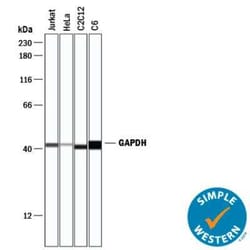 Loading Control (Simple Western) Antibody Pack, Novus Biologicals™