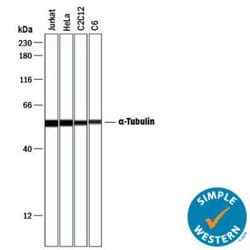 Loading Control (Simple Western) Antibody Pack, Novus Biologicals 4 Vials;