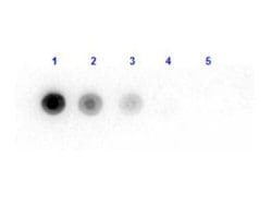 Luciferase Antibody, Novus Biologicals:Antibodies:Primary Antibodies