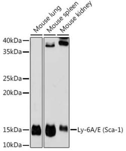 Ly-6A/E Rabbit anti-Mouse, Clone: 4N5K2, Novus Biologicals:Antibodies:Primary