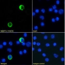 Ly-6G/Ly-6C Rabbit anti-Mouse, Clone: RB6-8C5, Novus Biologicals 0.2 mg | Buy Online | Novus Biologicals | Fisher Scientific