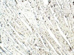 Lymphocyte Expansion Molecule Antibody, Novus Biologicals 100 &mu;g; Unconjugated:Antibodies,