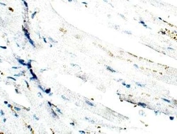 Lymphocyte Expansion Molecule Antibody, Novus Biologicals 100 &mu;g; Unconjugated:Antibodies,