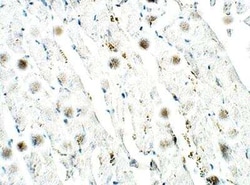 Lymphocyte Expansion Molecule Antibody, Novus Biologicals 100 &mu;g; Unconjugated:Antibodies,