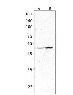 Lymphocyte Expansion Molecule Antibody, Novus Biologicals 100 &mu;g; Unconjugated:Antibodies,