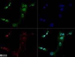 Lysine (K)-specific Demethylase 3A/KDM3A/JMJD1A Antibody (1E12) - Azide and BSA Free, Novus Biologicals 0.1 mL | Buy Online | Novus Biologicals | Fisher Scientific