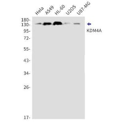 Lysine (K)-specific Demethylase 4A/KDM4A/JMJD2A Rabbit anti-Human, Mouse,