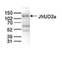 Lysine (K)-specific Demethylase 4A/KDM4A/JMJD2A Rabbit anti-Human, Polyclonal,