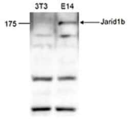 Lysine (K)-specific Demethylase 5B/KDM5B/JARID1B Rabbit anti-Mouse, Polyclonal,