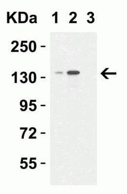 Lysine (K)-specific Demethylase 6B/KDM6B/JMJD3 Antibody - BSA Free, Novus
